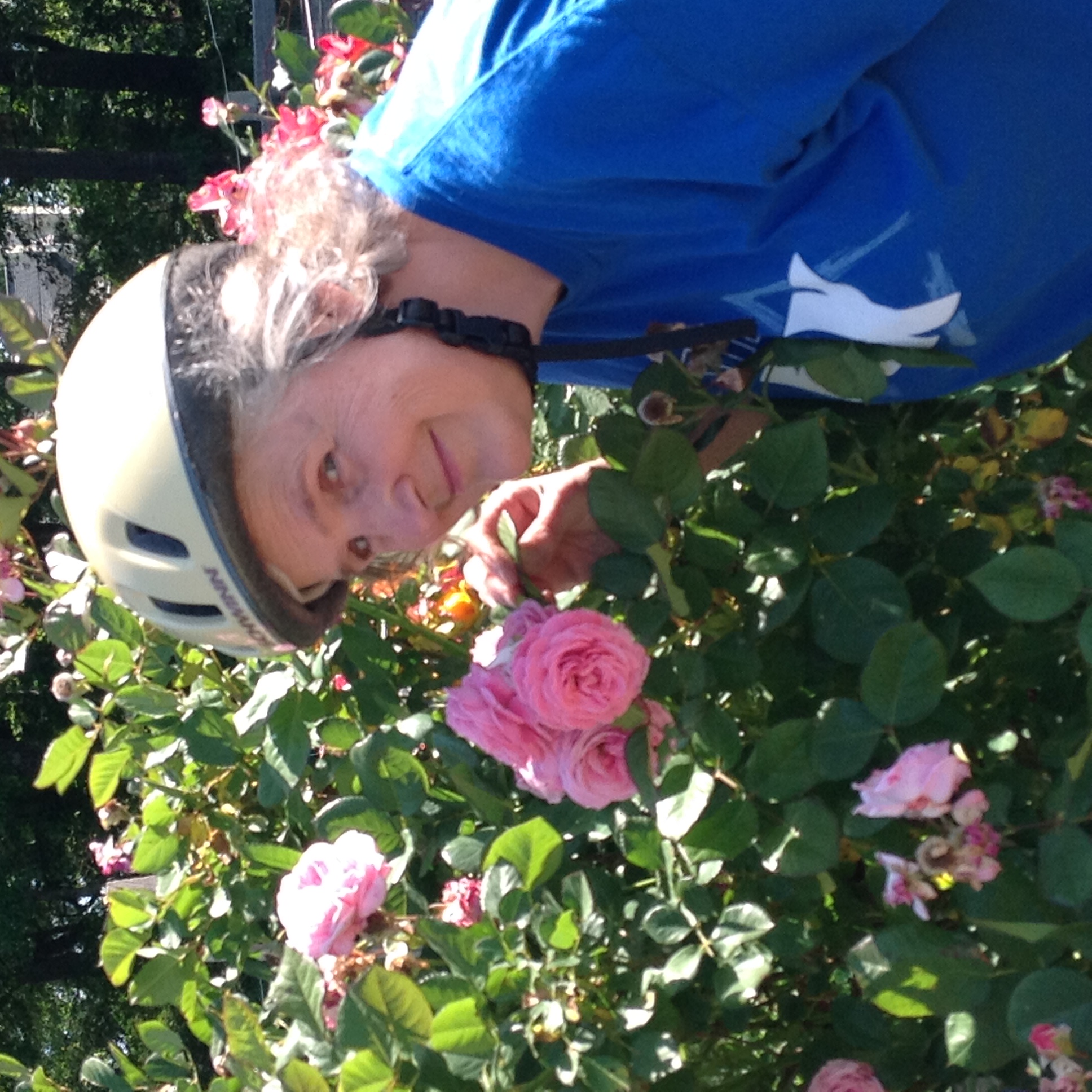 Roses at Winterville Community Garden